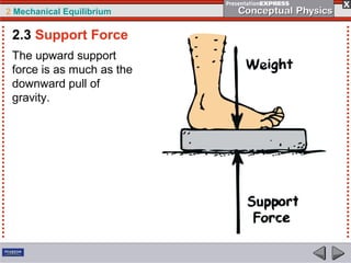 2 Mechanical Equilibrium
The upward support
force is as much as the
downward pull of
gravity.
2.3 Support Force
 