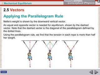 2 Mechanical Equilibrium
Nellie’s weight is shown by the downward vertical vector.
An equal and opposite vector is needed for equilibrium, shown by the dashed
vector. Note that the dashed vector is the diagonal of the parallelogram defined by
the dotted lines.
Using the parallelogram rule, we find that the tension in each rope is more than half
her weight.
Applying the Parallelogram Rule
2.5 Vectors
 