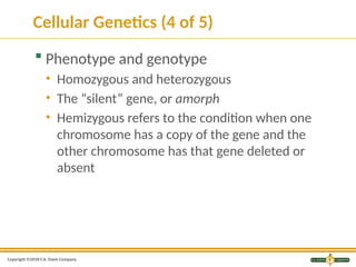 CH02 Basic Genetics of blood types in transfusion medicine.pptx