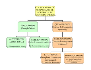 CLASIFICACIÓN DE
                                         ORGANISMOS DE
                                          ACUERDO A SU
                                       FUENTE DE ENERGÍA



                                                                    QUIMOTROFOS
                   FOTOTROFOS
                                                                 (Energía de Compuestos
                   (Energía Solar)
                                                                        Químicos)



   AUTOTROFOS                    HETEROTROFOS                      HETEROTROFOS
   (Carbon de CO2)            (Carbon de compuestos orgánicos)   (Carbon de compuestos
                                                                       orgánicos)
Ej: Cianobacterias, plantas    Ej: Bacterias púrpuras y verdes




                                                   LITOTROFOS                  ORGANOTROFOS
                                               (Energía de compuestos          (Energía de compuestos orgánicos).
                                                                                 Ej.: Mayoría de procariotes
                                                    inorgánicos).                 y todos los eucariotas no
                                                  Ej.: bacterias Sulfurosas)            fototróficos.
 