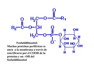Fosfatidilinositol:
Muchas proteínas periféricas se
unen a la membrana a través de
esterificarse por el COOH de la
proteína y un –OH del
fosfatidilinositol
 