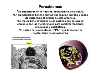 Peroxisomas
   *Se encuentran en la fracción microsómica de la célula.
*En
*E su membrana tienen enzimas que regulan entrada y salida
            b       ti        i              l    t d     lid
           de sustancias al interior de este organelo.
    *La matriz tiene alrededor de 40 enzimas que actúan en
    conjunto con las membranales para catalizar reaciones
                    anabólicas y catabólicas.
     *El núcleo tiene receptores (PPAR) que favorecen la
                  proliferación de peroxisomas
 