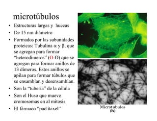 microtúbulos
• Estructuras largas y huecas
• De 15 nm diámetro
• Formados por las subunidades
  proteicas: Tubulina α y β, que
  se agregan para formar
  “heterodímeros” (O-O) que se
  agregan para formar anillos de
  13 dí
     dímeros. E t anillos se
               Estos ill
  apilan para formar túbulos que
  se ensamblan y desensamblan.
• Son la “tubería” de la célula
• Son el Huso que mueve
  cromosomas en al mitosis
• El fármaco “paclitaxel”
 