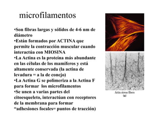 microfilamentos
•Son fibras largas y sólidos de 4-6 nm de
diámetro
•Están formados por ACTINA que
permite la contracción muscular cuando
interactúa con MIOSINA
•La Actina es la proteína más abundante
en las células de los mamíferos y está
altamente conservada (l actina de
  l                  d (la    i d
levadura = a la de conejo)
•La Actina G se polimeriza a la Actina F
                 p
para formar los microfilamentos
•Se unen a varias partes del
citoesqueleto,
citoesqueleto interactúan con receptores
de la membrana para formar
“adhesiones focales= puntos de tracción)
 