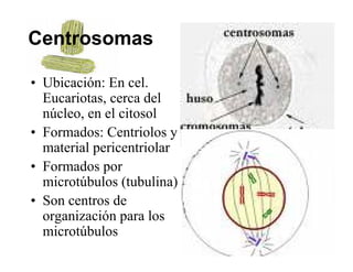Centrosomas

• Ubicación: En cel.
                  cel
  Eucariotas, cerca del
  núcleo, en el citosol
        ,
• Formados: Centriolos y
  material pericentriolar
           p
• Formados por
  microtúbulos (tubulina)
                (         )
• Son centros de
  organización p los
    g           para
  microtúbulos
 