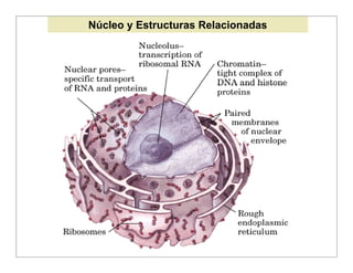 Núcleo y Estructuras Relacionadas
 