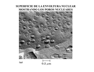 SUPERFICIE DE LA ENVOLTURA NUCLEAR
  MOSTRANDO LOS POROS NUCLEARES
 