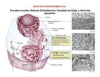 SISTEMA ENDOMEMBRANAL:
Envoltura nuclear, Retículo Endoplásmico, Complejo de Golgi, y Vesículas
                               p q
                               pequeñas.




                                     Ret. Endoplásmico:
                                     Biosíntesis de lípidos y
                                     metabolismo de drogas
                                     y tóxicos)



                                    C. Golgi: Terminado,
                                              Terminado
                                      Modificación
                                    y marcaje de proteínas.
 