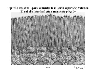 Epitelio Intestinal: para aumentar la relación superficie/ volumen
           El epitelio intestinal está sumamente plegado.
 