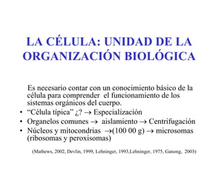 LA CÉLULA: UNIDAD DE LA
ORGANIZACIÓN BIOLÓGICA

  Es necesario contar con un conocimiento básico de la
  célula para comprender el funcionamiento de los
  sistemas orgánicos del cuerpo.
• “Célula típica” ¿? → Especialización
• Organelos comunes → aislamiento → Centrifugación
• Núcleos y mitocondrias →(100 00 g) → microsomas
  (ribosomas y peroxisomas)
   (Mathews, 2002, Devlin, 1999, Lehninger, 1993,Lehninger, 1975, Ganong, 2003)
 