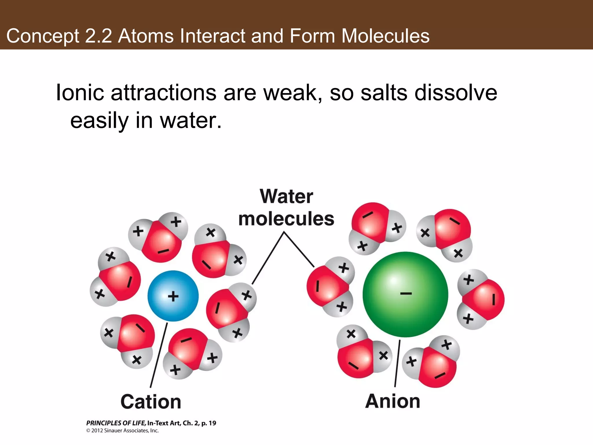 Concept 2.2 Atoms Interact and Form Molecules
Ionic attractions are weak, so salts dissolve
easily in water.
 