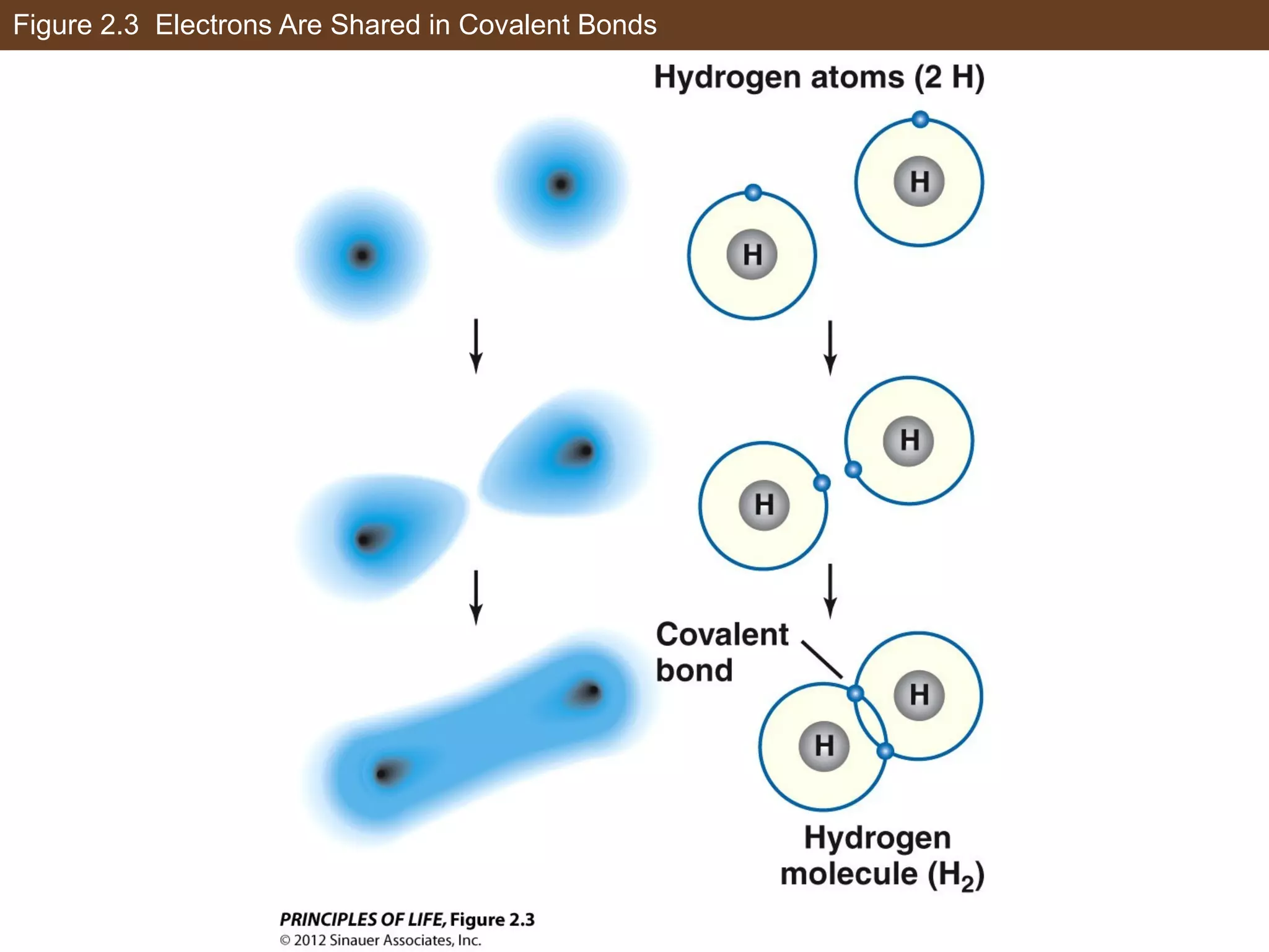 Figure 2.3 Electrons Are Shared in Covalent Bonds
 