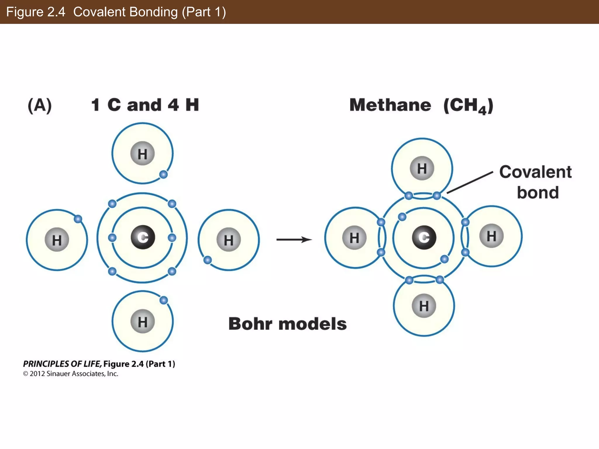 Figure 2.4 Covalent Bonding (Part 1)
 