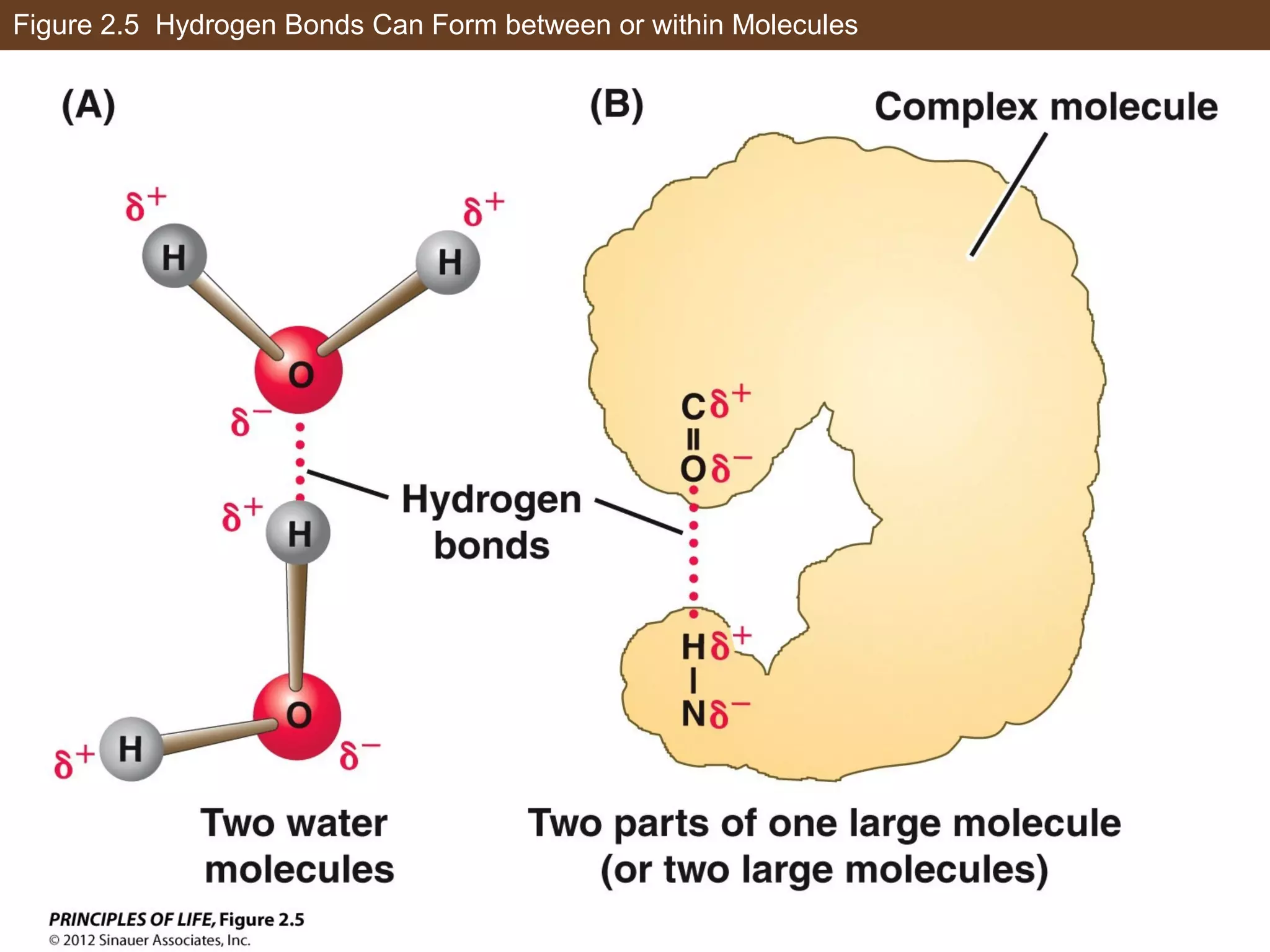 Figure 2.5 Hydrogen Bonds Can Form between or within Molecules
 