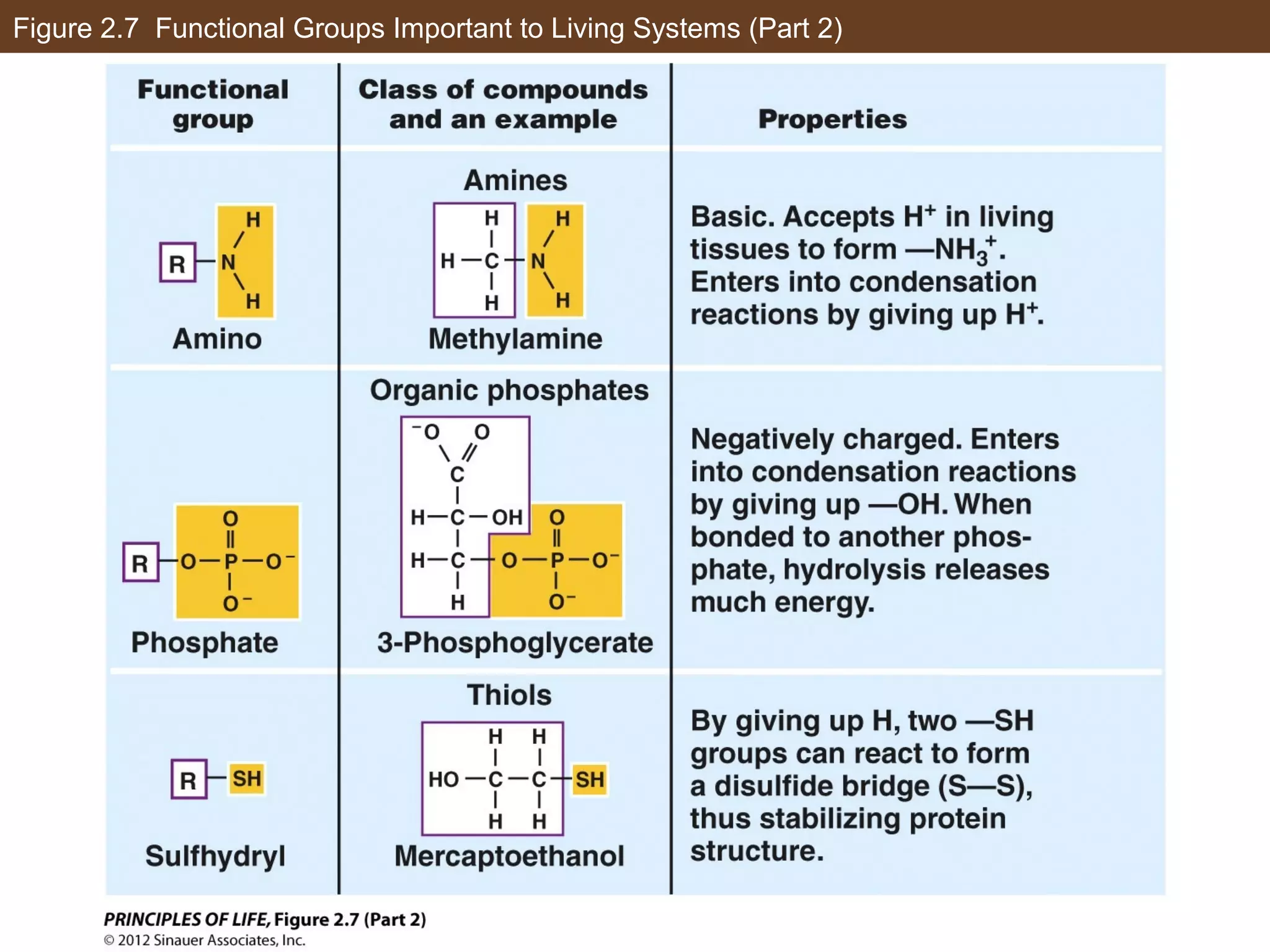 Figure 2.7 Functional Groups Important to Living Systems (Part 2)
 