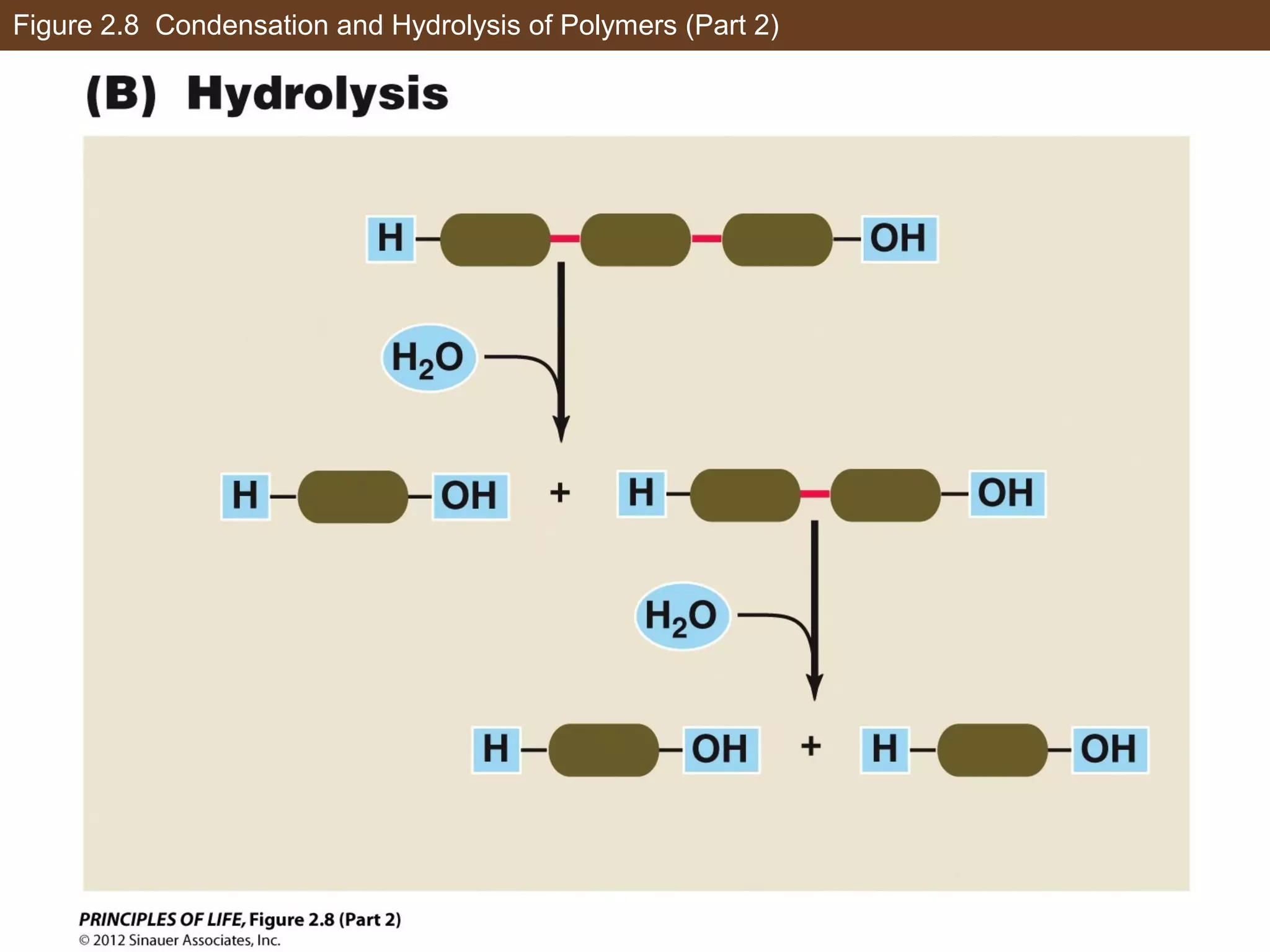 Figure 2.8 Condensation and Hydrolysis of Polymers (Part 2)
 