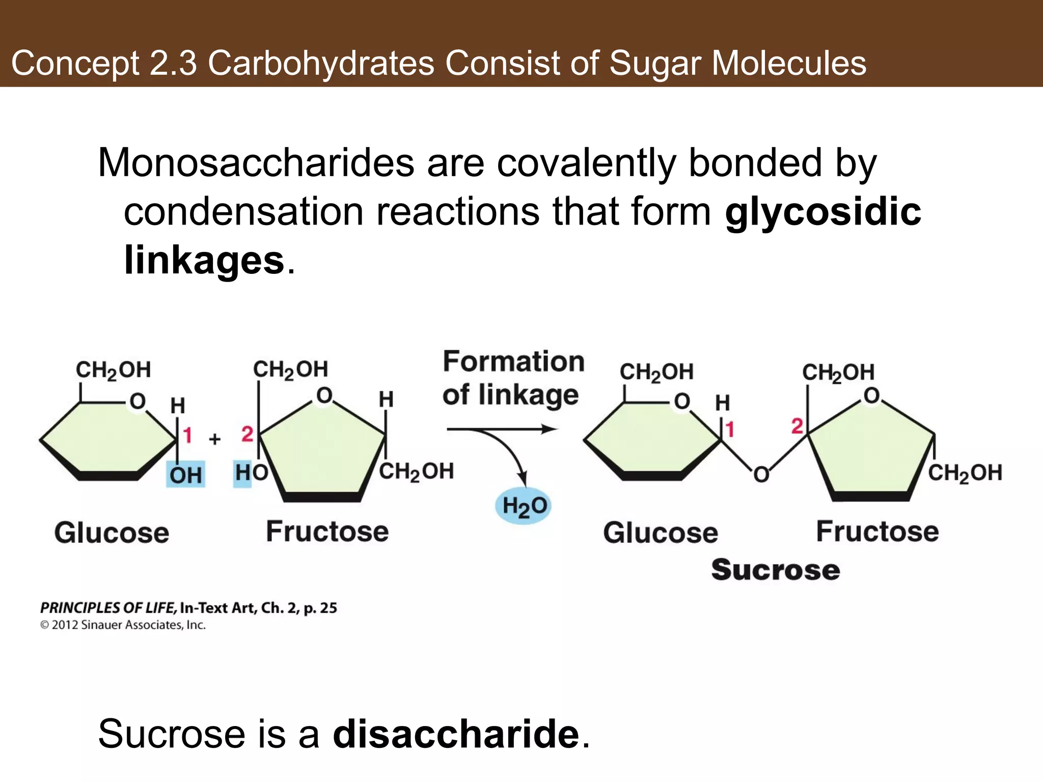 Concept 2.3 Carbohydrates Consist of Sugar Molecules
Monosaccharides are covalently bonded by
condensation reactions that form glycosidic
linkages.
Sucrose is a disaccharide.
 