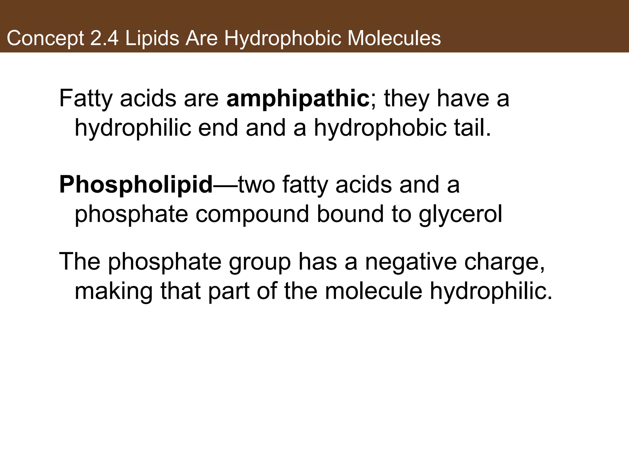 Concept 2.4 Lipids Are Hydrophobic Molecules
Fatty acids are amphipathic; they have a
hydrophilic end and a hydrophobic tail.
Phospholipid—two fatty acids and a
phosphate compound bound to glycerol
The phosphate group has a negative charge,
making that part of the molecule hydrophilic.
 