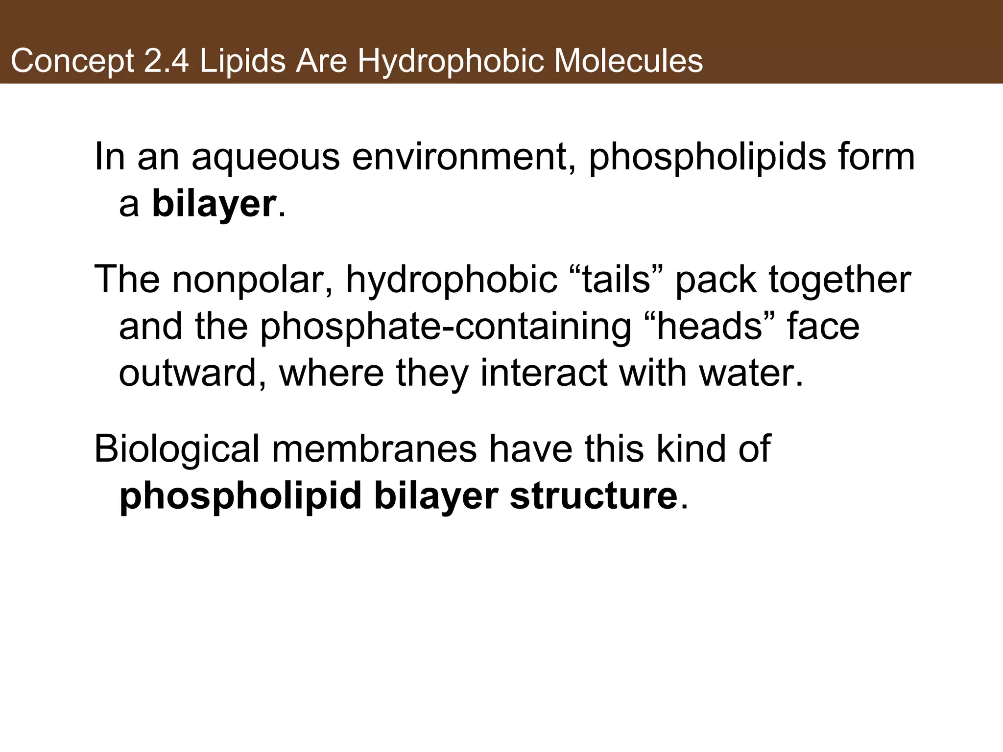 Concept 2.4 Lipids Are Hydrophobic Molecules
In an aqueous environment, phospholipids form
a bilayer.
The nonpolar, hydrophobic “tails” pack together
and the phosphate-containing “heads” face
outward, where they interact with water.
Biological membranes have this kind of
phospholipid bilayer structure.
 