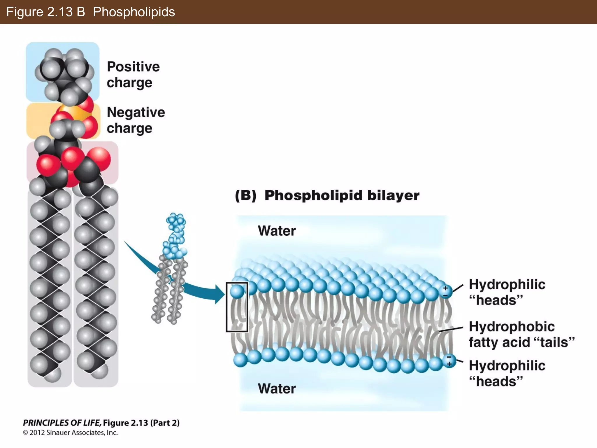 Figure 2.13 B Phospholipids
 
