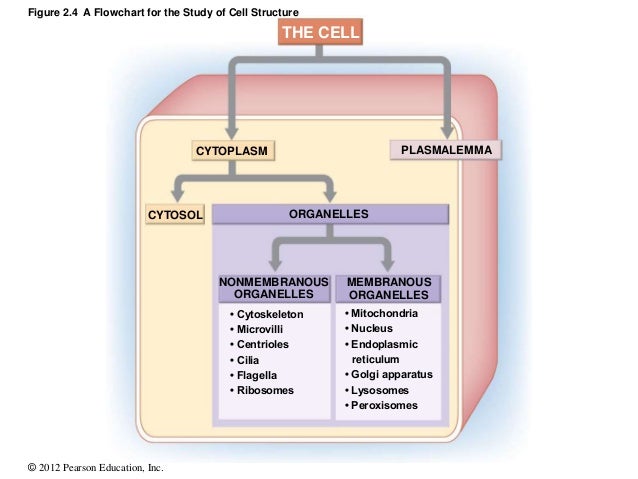 Flow Chart Of Cell Structure