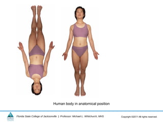 Ch02 body organization_2013 | PPT