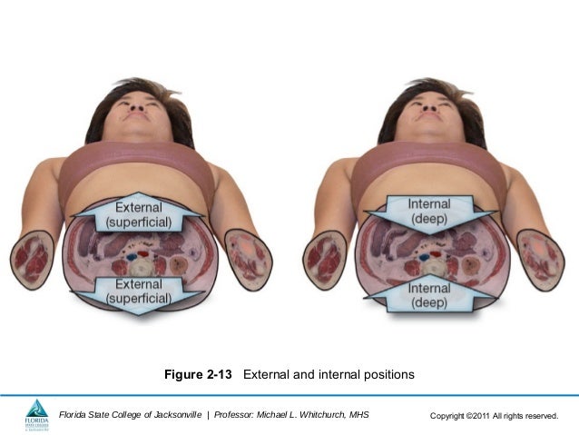 Ch02 body organization_2013