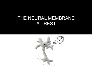 THE NEURAL MEMBRANE
       AT REST
 