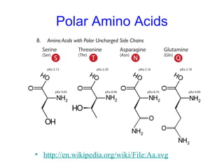 Polar Amino Acids
• http://en.wikipedia.org/wiki/File:Aa.svg
 