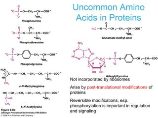 Not incorporated by ribosomes
Arise by post-translational modifications of
proteins
Reversible modifications, esp.
phosphorylation is important in regulation
and signaling
Uncommon Amino
Acids in Proteins
 
