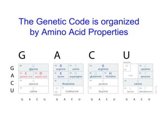The Genetic Code is organized
by Amino Acid Properties
 
