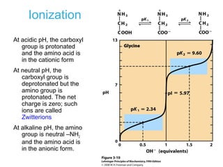 Ionization
At acidic pH, the carboxyl
group is protonated
and the amino acid is
in the cationic form
At neutral pH, the
carboxyl group is
deprotonated but the
amino group is
protonated. The net
charge is zero; such
ions are called
Zwitterions
At alkaline pH, the amino
group is neutral –NH2
and the amino acid is
in the anionic form.
 