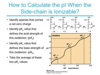 How to Calculate the pI When the
Side-chain is Ionizable?
• Identify species that carries
a net zero charge
• Identify pKa value that
defines the acid strength of
this zwitterion: (pK2)
• Identify pKa value that
defines the base strength of
this zwitterion: (pKR)
• Take the average of these
two pKa values
 