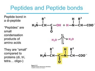Peptides and Peptide bonds
Peptide bond in
a di-peptide
“Peptides” are
small
condensation
products of
amino acids
They are “small”
compared to
proteins (di, tri,
tetra… oligo-)
 