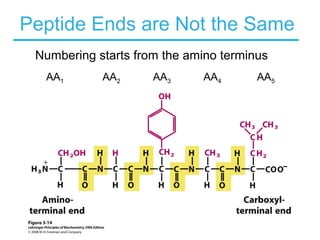Peptide Ends are Not the Same
Numbering starts from the amino terminus
AA1 AA2 AA3 AA4 AA5
 
