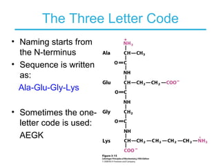 The Three Letter Code
• Naming starts from
the N-terminus
• Sequence is written
as:
Ala-Glu-Gly-Lys
• Sometimes the one-
letter code is used:
AEGK
 