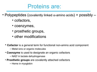 Proteins are:
• Cofactor is a general term for functional non-amino acid component
– Metal ions or organic molecules
• Coenzyme is used to designate an organic cofactors
– NAD+
in lactate dehydrogenase
• Prosthetic groups are covalently attached cofactors
– Heme in myoglobin
• Polypeptides (covalently linked α-amino acids) + possibly –
• cofactors,
• coenzymes,
• prosthetic groups,
• other modifications
 
