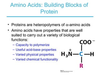 Amino Acids: Building Blocks of
Protein
• Proteins are heteropolymers of α-amino acids
• Amino acids have properties that are well
suited to carry out a variety of biological
functions:
– Capacity to polymerize
– Useful acid-base properties
– Varied physical properties
– Varied chemical functionality
 