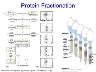 http://www.salinesystems.org/content/figures/1746-1448-4-1-2-l.jpg
Protein Fractionation
 
