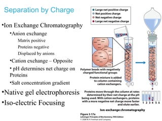 Separation by Charge
•Ion Exchange Chromatography
•Anion exchange
Matrix positive
Proteins negative
Displaced by anions
•Cation exchange – Opposite
• pH determines net charge on
Proteins
•Salt concentration gradient
•Native gel electrophoresis
•Iso-electric Focusing
 