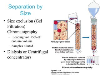 Separation by
Size
• Size exclusion (Gel
Filtration)
Chromatography
– Loading vol. <5% of
column volume
– Samples diluted
• Dialysis or Centrifugal
concentrators
 