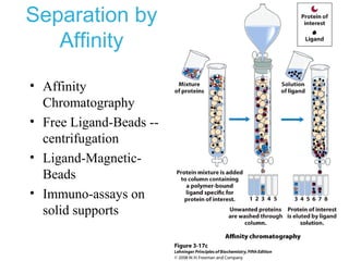 Separation by
Affinity
• Affinity
Chromatography
• Free Ligand-Beads --
centrifugation
• Ligand-Magnetic-
Beads
• Immuno-assays on
solid supports
 