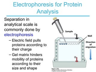 Electrophoresis for Protein
Analysis
Separation in
analytical scale is
commonly done by
electrophoresis
– Electric field pulls
proteins according to
their charge
– Gel matrix hinders
mobility of proteins
according to their
size and shape
 