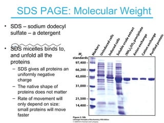 SDS PAGE: Molecular Weight
• SDS – sodium dodecyl
sulfate – a detergent
• SDS micelles binds to,
and unfold all the
proteins
– SDS gives all proteins an
uniformly negative
charge
– The native shape of
proteins does not matter
– Rate of movement will
only depend on size:
small proteins will move
faster
-
 