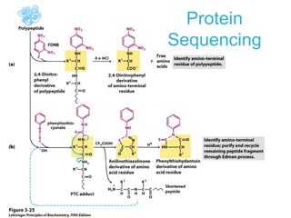 Protein
Sequencing
 