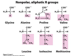 Nonpolar, Aliphatic R Groups
 