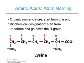 Amino Acids: Atom Naming
• Organic nomenclature: start from one end
• Biochemical designation: start from
α-carbon and go down the R-group
 