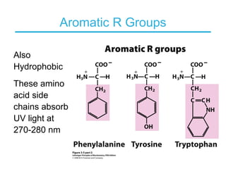 Aromatic R Groups
Also
Hydrophobic
These amino
acid side
chains absorb
UV light at
270-280 nm
 