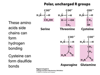 Polar,
Uncharged R
Groups
These amino
acids side
chains can
form
hydrogen
bonding
Cysteine can
form disulfide
bonds
 