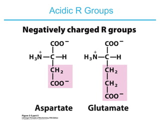 Acidic R Groups
 